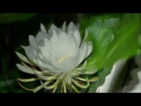 Dạ quỳnh hương Sheet - Trần Thái Hòa