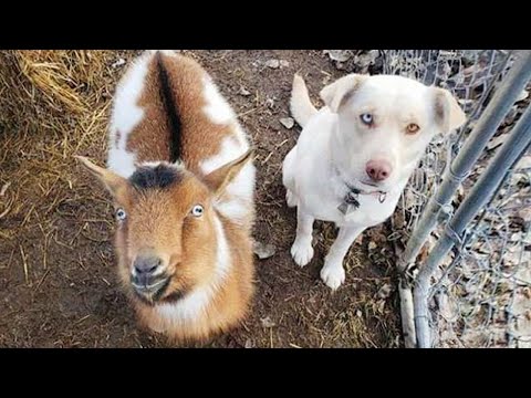 When your dog brings home a new friend 🙈🤣