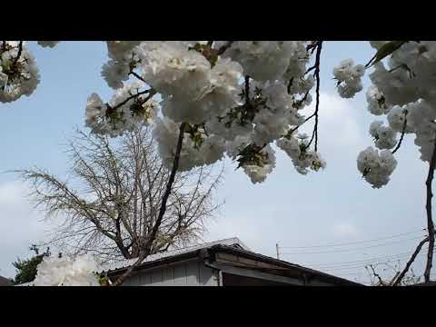 Cherry Blossoms Taken By Olympus E-PL8