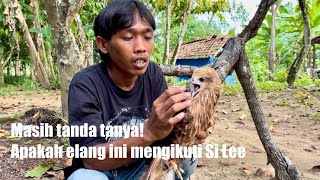 Download lagu POSSIBILITY! THIS EAGLE FOLLOWED LEE, UNTIL IT SEPARATED FROM ITS MOTHER mp3