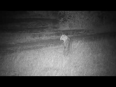 Djuma: Leopard-Hosana male back and deciding a good place to hide? - 20:59 - 07/14/19