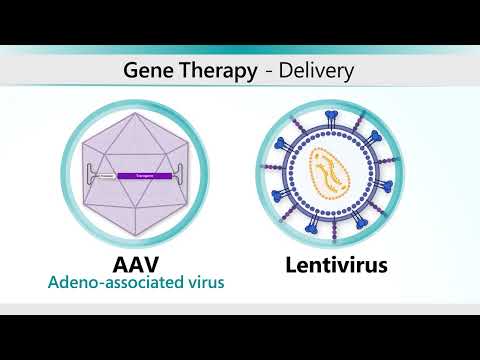 Hemophilia AAV Gene Therapy Animation