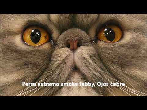 Gato persa caracteristicas, colores   y las diferentes altura de nariz