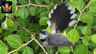 Download lagu Cara menjebak burung kipasan, sikatan kipas, murai kipas, atau murai gila mp3