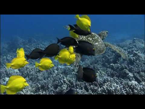 Intro - Pacífico Sur