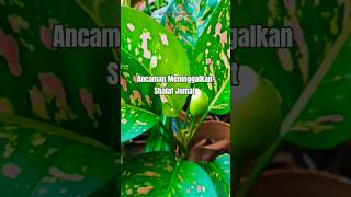 Download lagu Ancaman meninggalkan shalat jumat #shortsvideo #shorts #sholat #jummah mp3