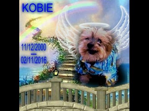 Remembering Kobie Wan Kenobie 11/12/2000 - 2/11/2016