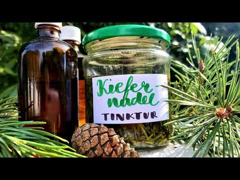 Kiefernadeltinktur herstellen - Schnell, einfach, effektiv