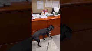 After Hours: Dogs Make Sure Your Office Does Not Have Bed Bugs!