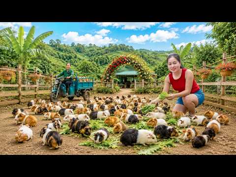 Harvesting Many Guinea Pigs After 1 Year of Raising | Transporting Them by Truck to Sell