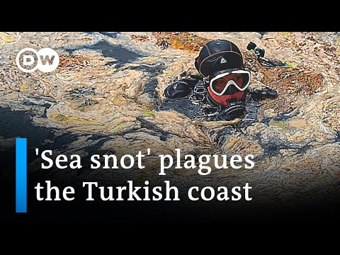 , title : ''Sea snot' in Turkey is part of a growing environmental threat | DW News'
