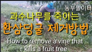 과수나무를 죽이는 환삼덩굴 제거방법.환삼덩굴의 효능.멧돼지 퇴치 환삼덩굴 훈연으로