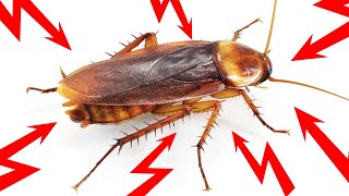 13 Effective Home Remedies For Cockroaches (GET RID OF THEM FAST!)