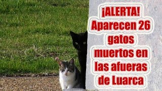 preview picture of video 'Alerta envenenamiento masivo de gatos en Luarca sospechan de veneno'