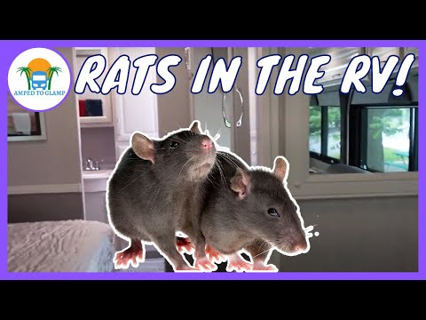 Do this NOW to keep rodents from destroying your RV!