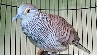 Download lagu PERKUTUT BALI GACOR mp3