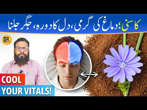 Kasni Ke Beej Ke Fayde | Chicory Seeds Benefits | Dr. Ibrahim