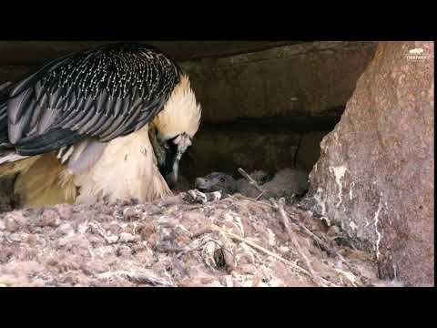 CHICK FEEDING-BEARDED VULTURE