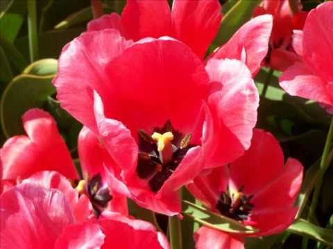 INESSA GALANTE AVE MARIA Caccini / Vavilov - Flowerfields Netherlands 2005 (Info)