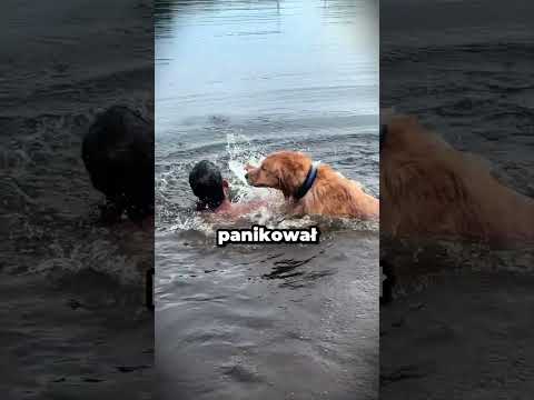 Co Planował Jego PIES?! 😱