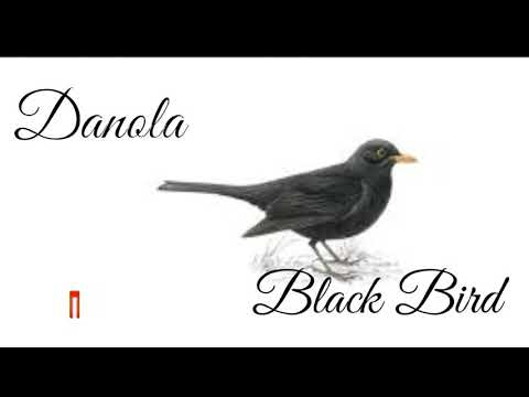 Danola "Black Bird"  lyrics.