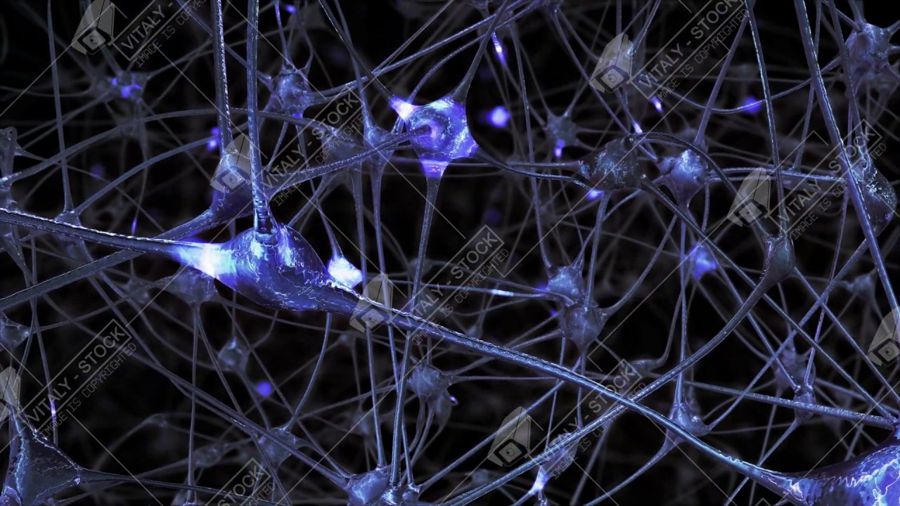 Neuronal cells and synapses in the brain