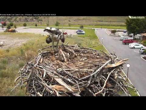 Hellgate Osprey Cam 7-9-12