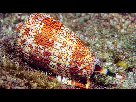 Cone Snail Venom: New Frontiers in Pain Management