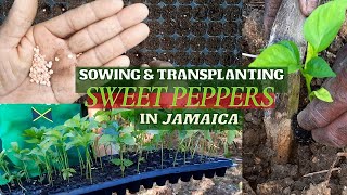 HOW to SOW Sweet Pepper Seeds in TRAYS & TRANSPLANT Sweet Pepper SEEDLINGS / Farming in JAMAICA