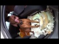 Dog VS Car Funny Vizsla Destroyed Car Seats