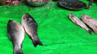 Rohu Fish Cutting In Jharkhand