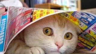 Funny Scared Cats Compilation 2015 [HD]