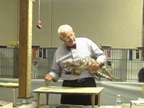 Cat Show San Jose - Hyper Cat - March 7, 2015