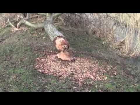 RUDOLF STEINER - Ursprung und Ziel des Menschen - VIERTER VORTRAG, Berlin 27. Oktober 1904