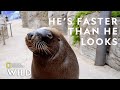 A Sea Lion Goes For a Walk | Secrets of the Zoo: Down Under