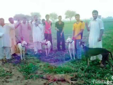 waryam shakar club hanj