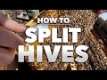 How To Split A Hive Step By Step Tutorial From A Beekeeper Beekeeping 201 SPRING 2022