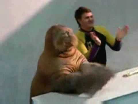 A walrus playing the saxophone