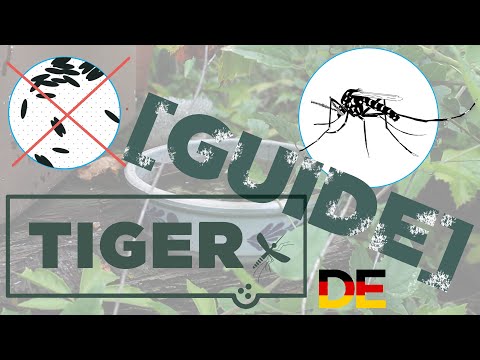 Tigermücken Prävention - Kleine Schale [TIGER Guide]