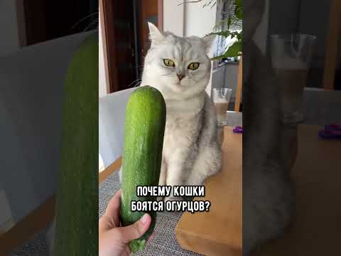 Why are cats afraid of cucumbers? #cat#cats #shorts