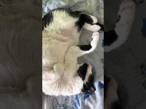 Why cats are so cute when they sleep ?