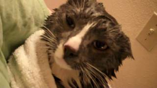 Meesha is a Mad Wet Cat