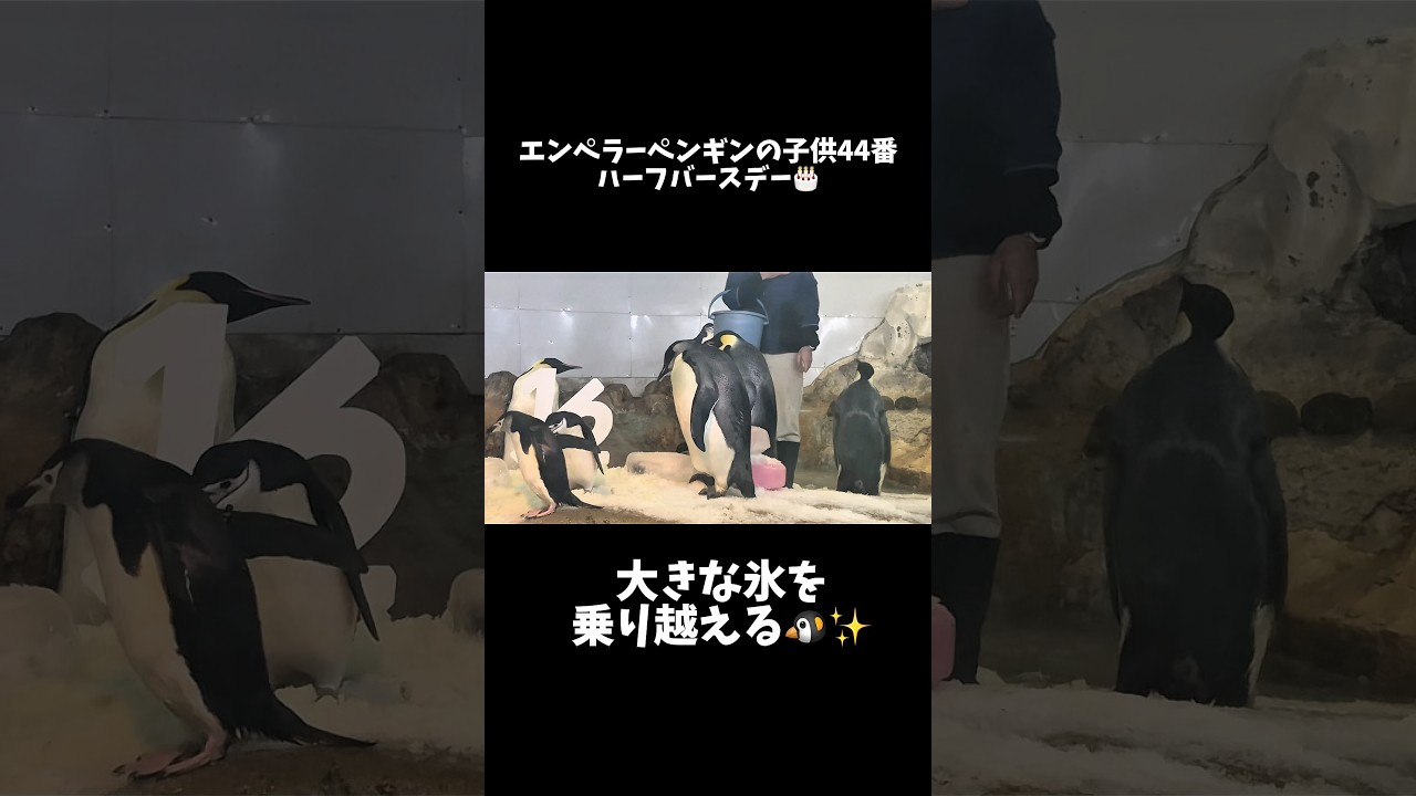 氷で転んだエンペラーペンギンの子供44番ちゃん#アドベンチャーワールド #エンペラーペンギン