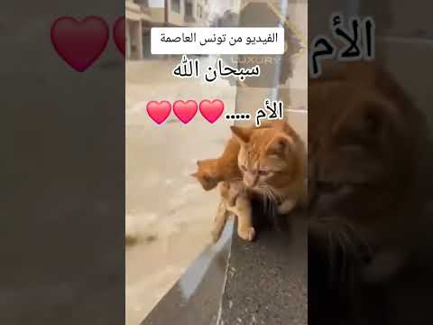 فيضانات تونس 😢  مشاهد مؤلمة مع آيات من القرآن تهز القلوب عندما تختبرنا الطبيعة  مشاهد حقيقية من تونس