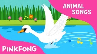 Swan | Animal Songs | Pinkfong Songs for Children