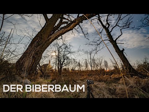 Der Biberbaum - Nachtfotografie