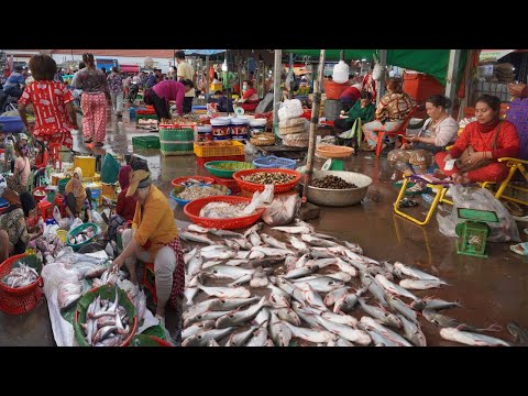 Cambodian Early Morning Fish Market @Prek Phnov - Big Site of Vendors Selling Alive Fish, Dry Fish