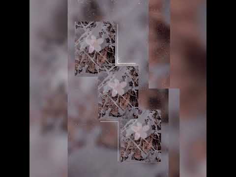 Cute flowers 🌹🌹