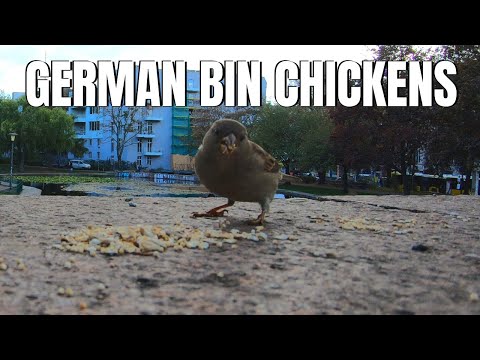 Did you know they have BIN CHICKENS in Germany?