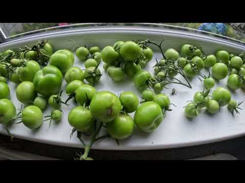Green tomatoes